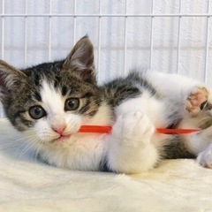 マズルの短いキジ白ちゃん(譲渡済) - 猫