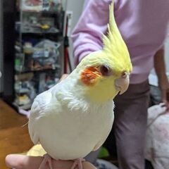 【迷子11/24】オカメインコ　ルチノー