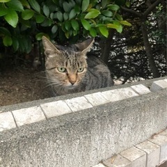 ノラ猫ちゃんの飼主さんになってくださる方を探しています！💦