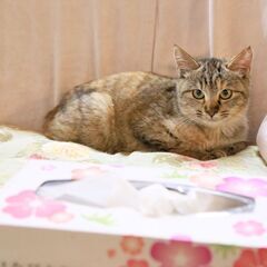 ワクチン・治療・避妊済み、かぎ尻尾の可愛いトラ猫の女の子、里親様...
