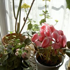 剪定、伐採、病害虫…庭、花木でお悩み、造園、外構に関すること、対...