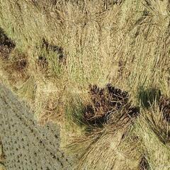 無農薬　稲わら　稲藁　5束　メダカ　しめ縄　クリスマスリース　キャンプ　焚き火の画像