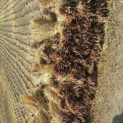 無農薬　稲わら　稲藁　5束　メダカ　しめ縄　クリスマスリース　キャンプ　焚き火の画像