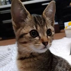 生後3ヶ月位　ほっぺにスリスリしてくる人懐っこいニキちゃん【11...