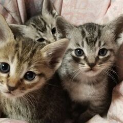オシキャットのミックス