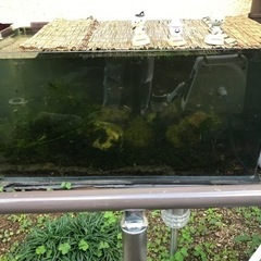 値段下げました！90cm水槽　メダカ、ミナミヌマエビ、水草付き　