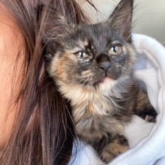 サビ猫 メス 12月2日トライアル入り