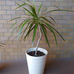 ドラセナ・コンシンネ（観葉植物）３鉢あげます。の画像