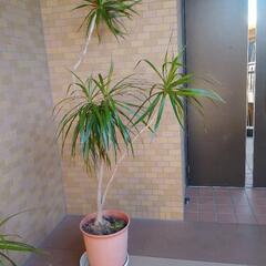 ドラセナ・コンシンネ（観葉植物）３鉢あげます。の画像
