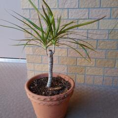 ドラセナ・コンシンネ（観葉植物）３鉢あげます。の画像