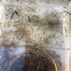 海釣エサ　モエビ　最強エサ　撒き餌　