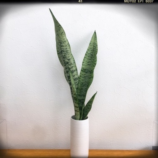 観葉植物サンセベリア・ゼラニカのハイドロカルチャー