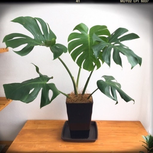 観葉植物　モンステラ