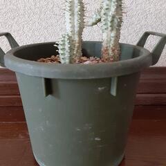 白樺キリン　寄せ植え　鉢付き　ミルクトロン