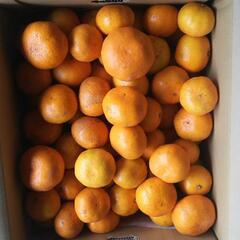 🍊わけあり早生みかん   全国送料無料   1500円10キロ🍊