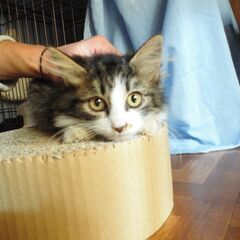 里親さま決定！　崩壊現場で生まれた子猫★私は天使ちゃん