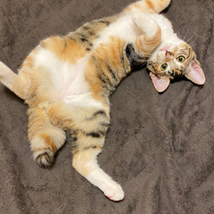 里親募集！美人猫ちゃん🐈♥