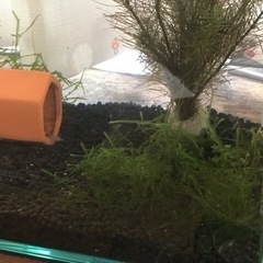 🌿ウィローモス🍃15g🌿無農薬