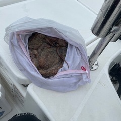 釣り仲間募集。　プレジャーボートで釣り - 友達