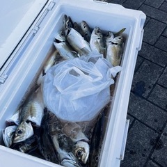 釣り仲間募集。　プレジャーボートで釣り - 横浜市
