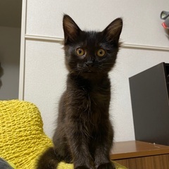 里親募集です😭