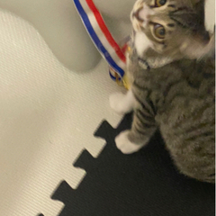 里親募集！美人キジトラ猫ちゃん🐈♥ − 秋田県