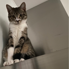 里親募集！美人キジトラ猫ちゃん🐈♥ - 猫