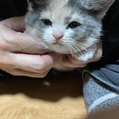 里親募集