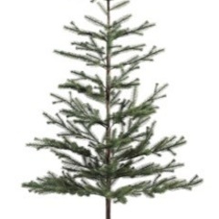「貰い手決まりました」無料🌲170cm クリスマスツリー　オーナ...