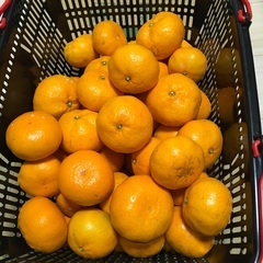 [お取り引き中]もぎたて蒲郡みかん　10キロ