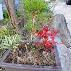 お正月用盆栽