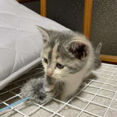 急募