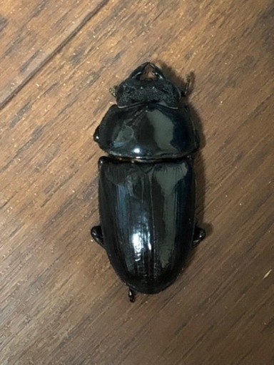 能勢YG  オオクワガタ  ♂1♀2