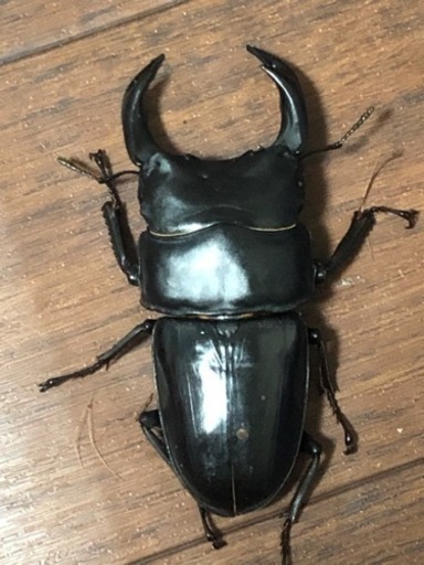 能勢YG  オオクワガタ  ♂1♀2