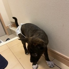 子犬
