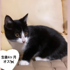 里親募集中🐈‍⬛生後4ヶ月🧡兄弟子猫　