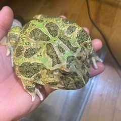 ツノガエルの中古が安い!激安で譲ります・無料であげます(6 ツノガエルの中古が安い!激安で譲ります・無料であげます(6