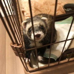 フェレット　5ヶ月