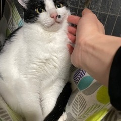 素敵なお家が決まりました✨まんまるお目目ノエルちゃん🐱