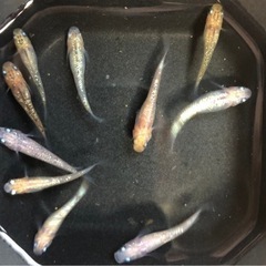 夜桜めだかA〜Bクラスの成魚