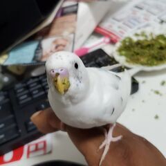セキセイインコ　-　オス