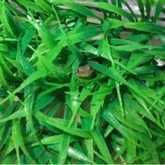 ニホンヤモリを飼育している方募集！