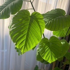 観葉植物　ウンベラータ差し上げます。の画像