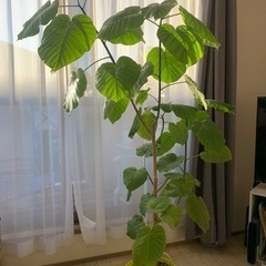 観葉植物　ウンベラータ差し上げます。