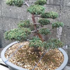 真柏 シンパク 盆栽