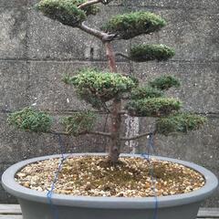 真柏 シンパク 盆栽の画像