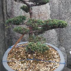 真柏 シンパク 盆栽の画像