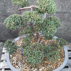 真柏 シンパク 盆栽の画像