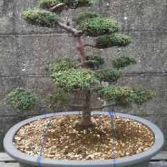 真柏 シンパク 盆栽の画像
