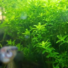  大好評　アクアリウム　お魚が喜ぶ水草の画像